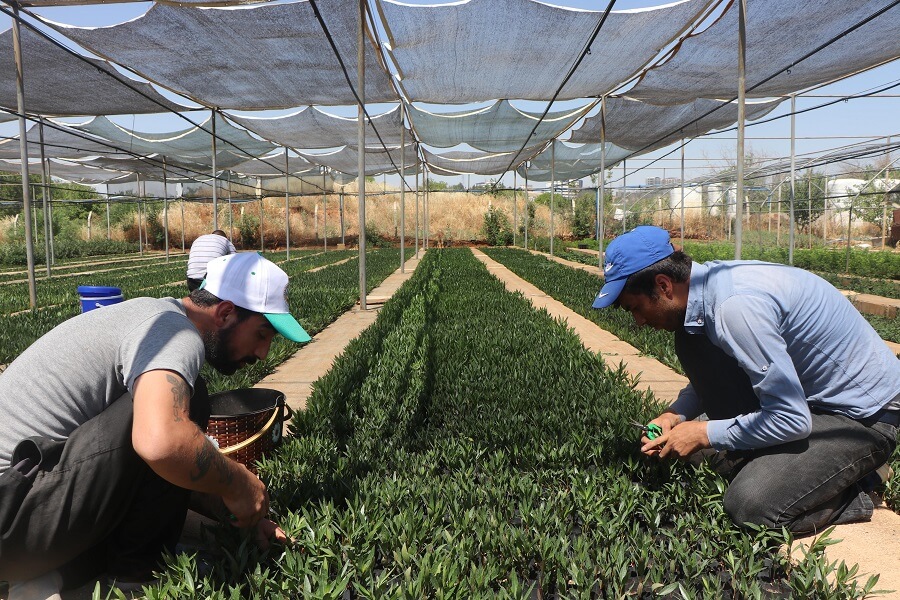 Gaziantep’te Bahçecilik Subtropik Fidan Yetiştiriciliği Mesleğinde Eğitim Kursu Açıldı haber kapak görseli