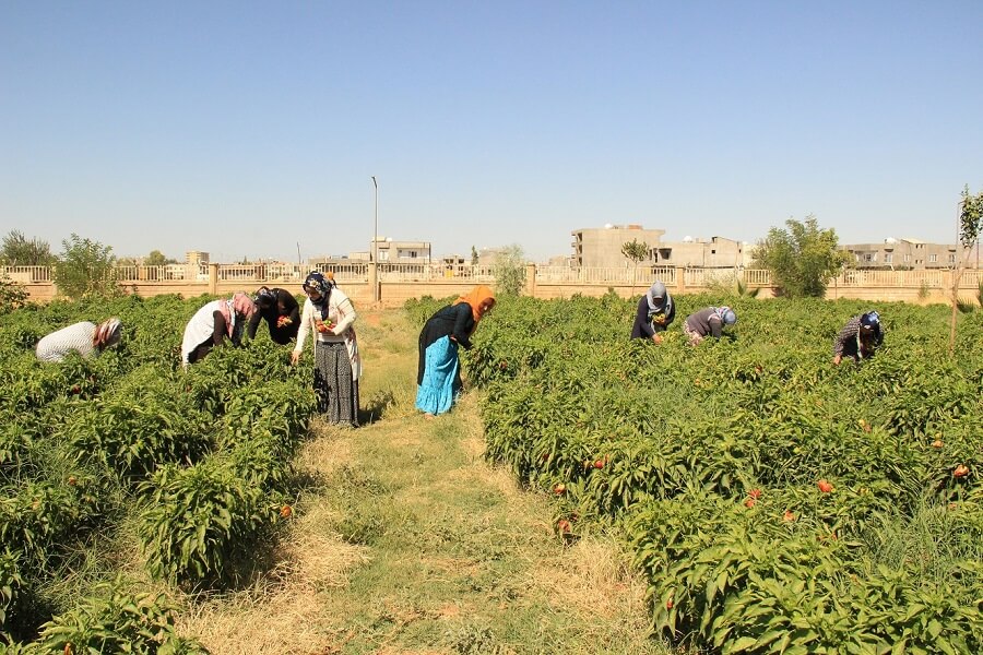 Mardin'de Mesleki Eğitim Kursu Açtık